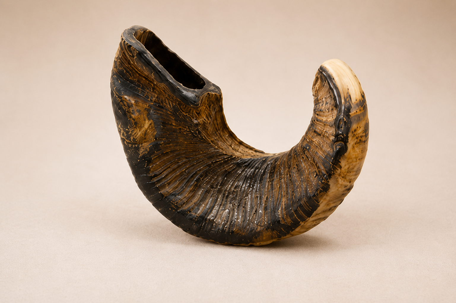 Natural Yemenite Ram’s Horn Shofar – Rambam Tradition