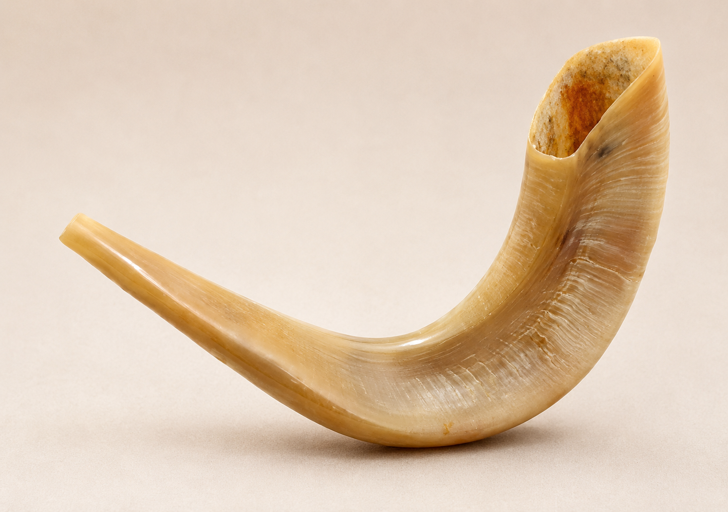 Premium Ram’s Horn Shofar – Mehadrin Kosher, Processed in Israel- Polished