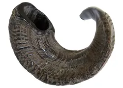 Ram's Horn Shofar - Natural