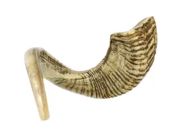 Rare Jericho Shofar from Israel - With A Polished Finish