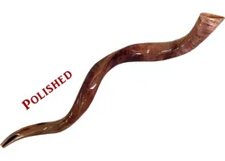 Yemenite Kudu Shofar - X Large - Polished 36-44 in
