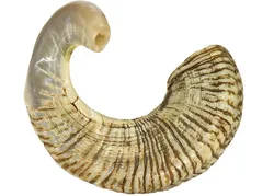 Rare Jericho Shofar from Israel - With A Polished Finish