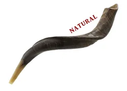 Yemenite Kudu Shofar - X Large - Natural 36-44 in