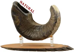 Ram's Horn Shofar - Natural