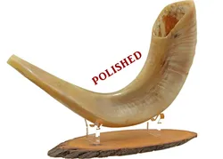 Ram's Horn Shofar - Polished